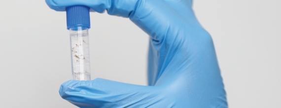 Gloved hand holding a test tube