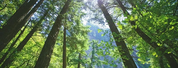 Trees seen from below
