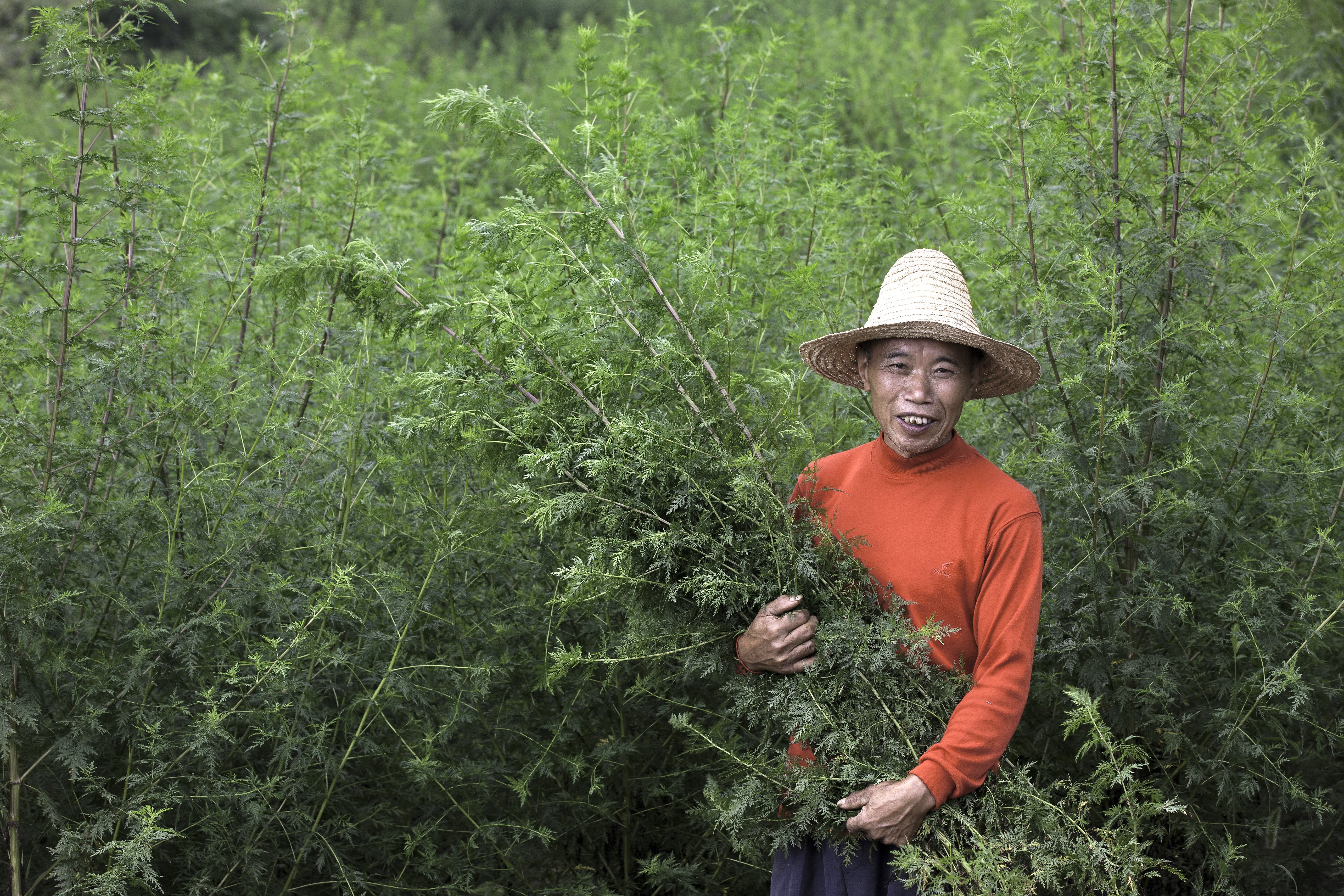 Farmer Harvesting Artemisia Annua