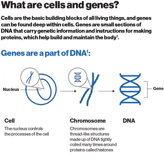 Preview Image of the What Are Cell and Gene Infographic
