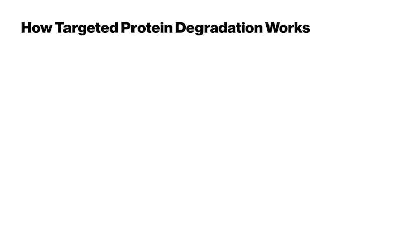 How targeted protein degradation works