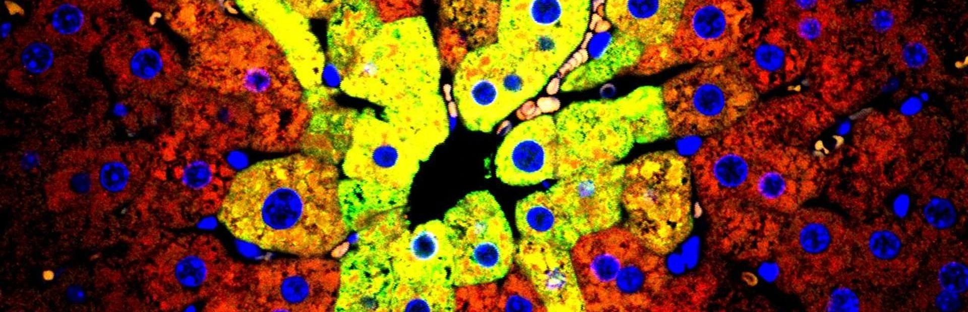 Factory foreman keeps liver’s line workers on task