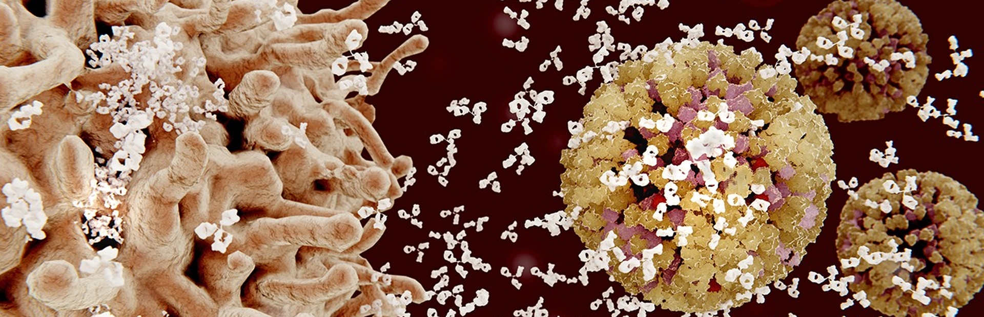B-cells mount an attack