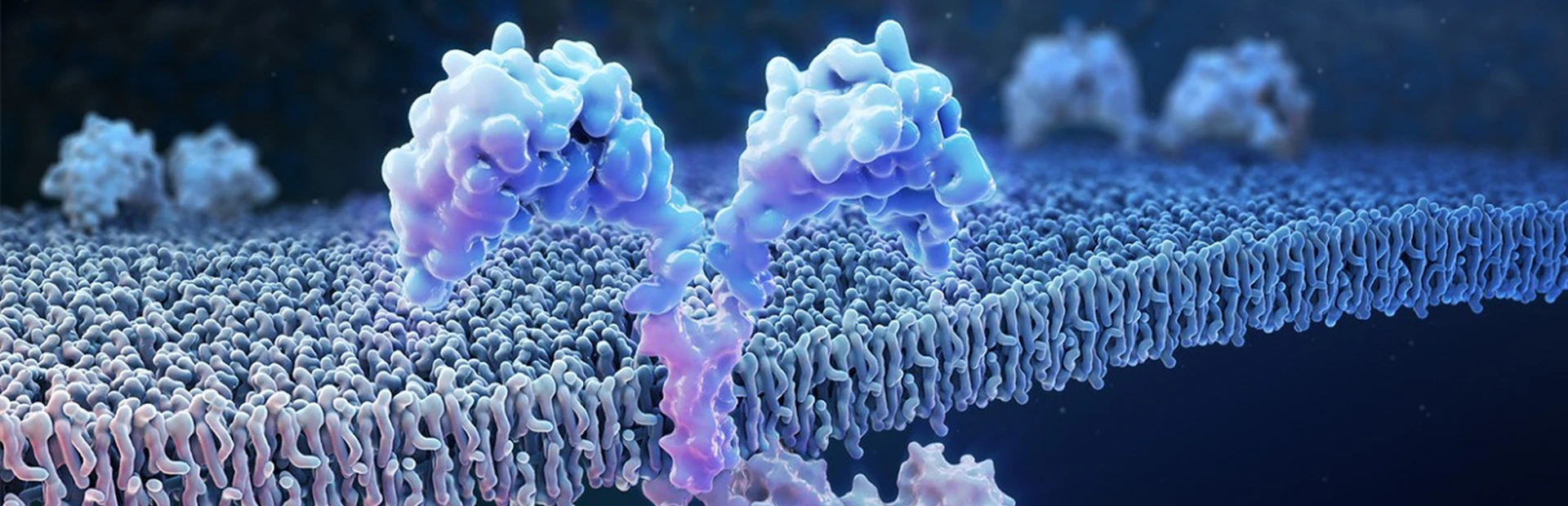 Surface of an engineered T cell