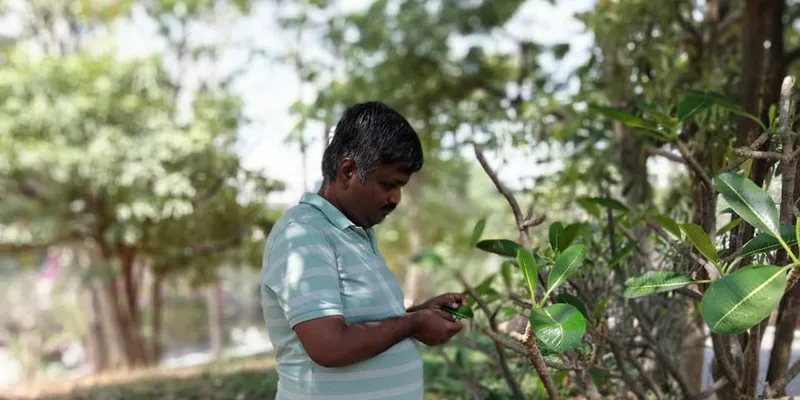 Sudhir looking at a plant
