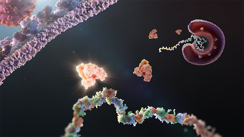 Achilles heel shared by coronaviruses