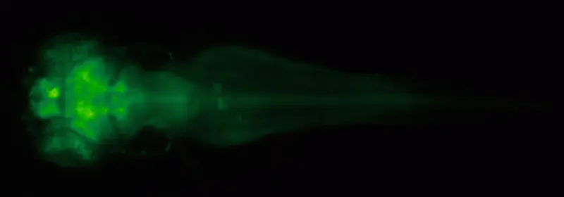 When tiny brains are best for brain research