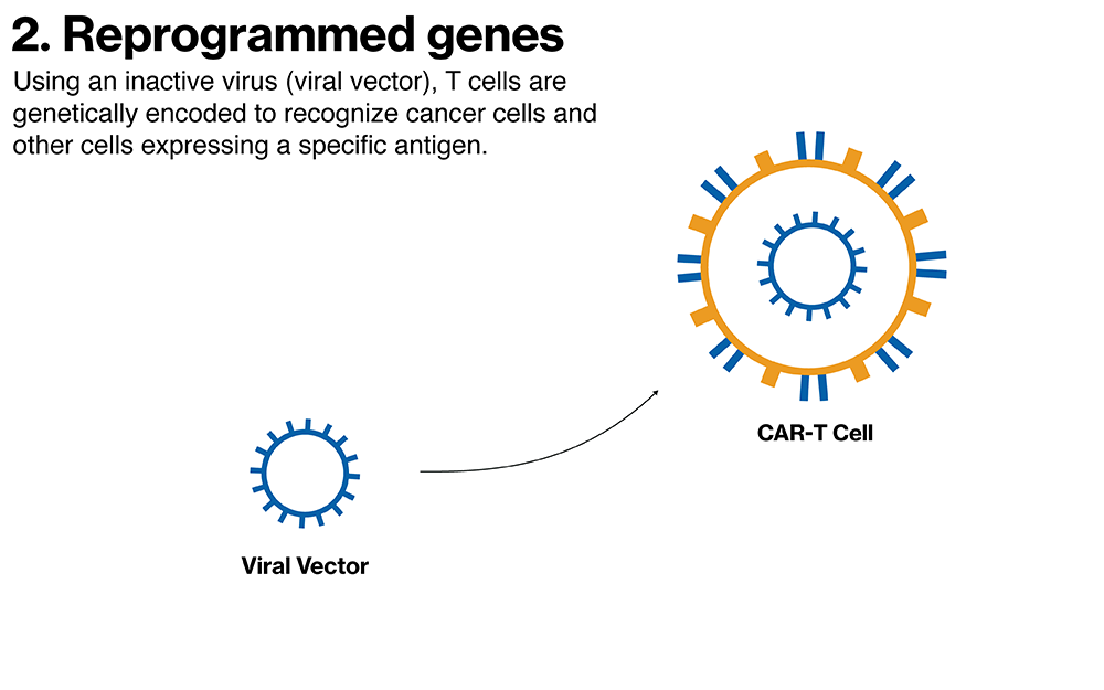 Reprogrammed genes