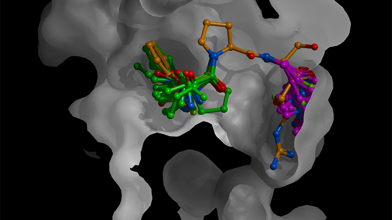 A compound’s features enable it to bind to a protein target.