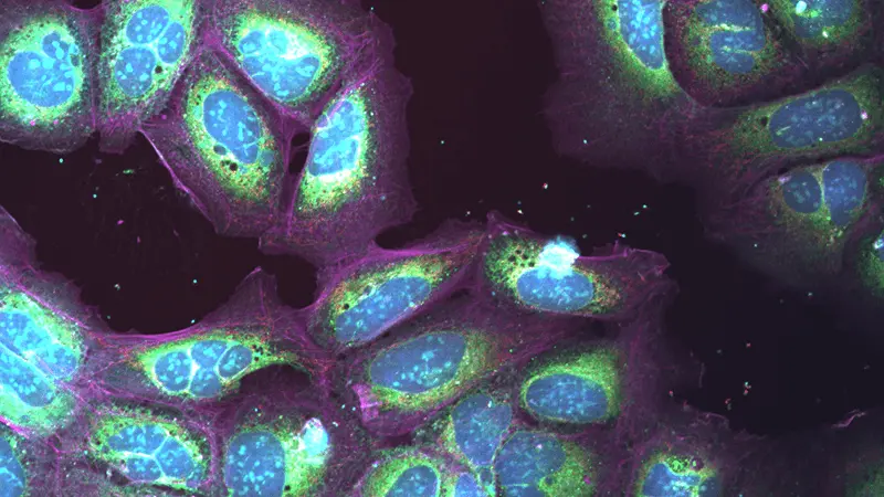 Cells develop multiple nuclei after treatment.