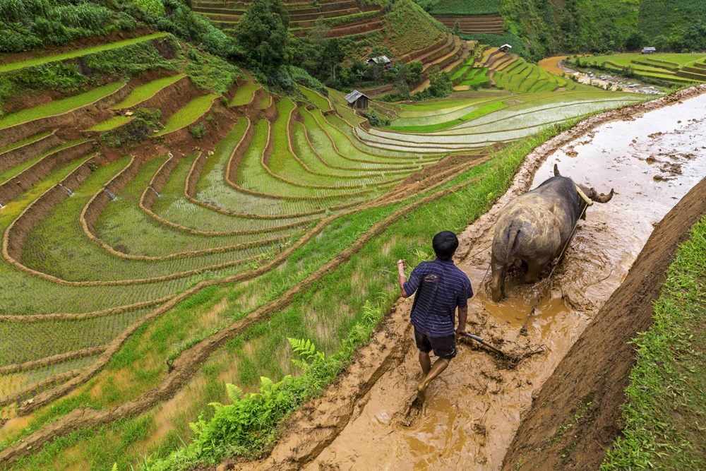 Rice fields in Vietnam