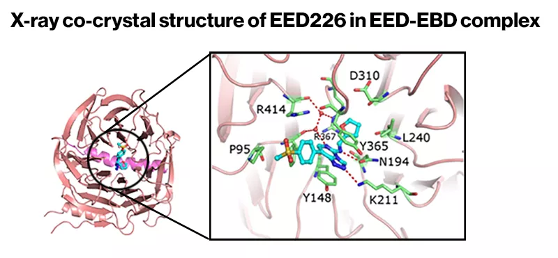 X-ray co-crystal structure of EED226 in EED-EBD complex