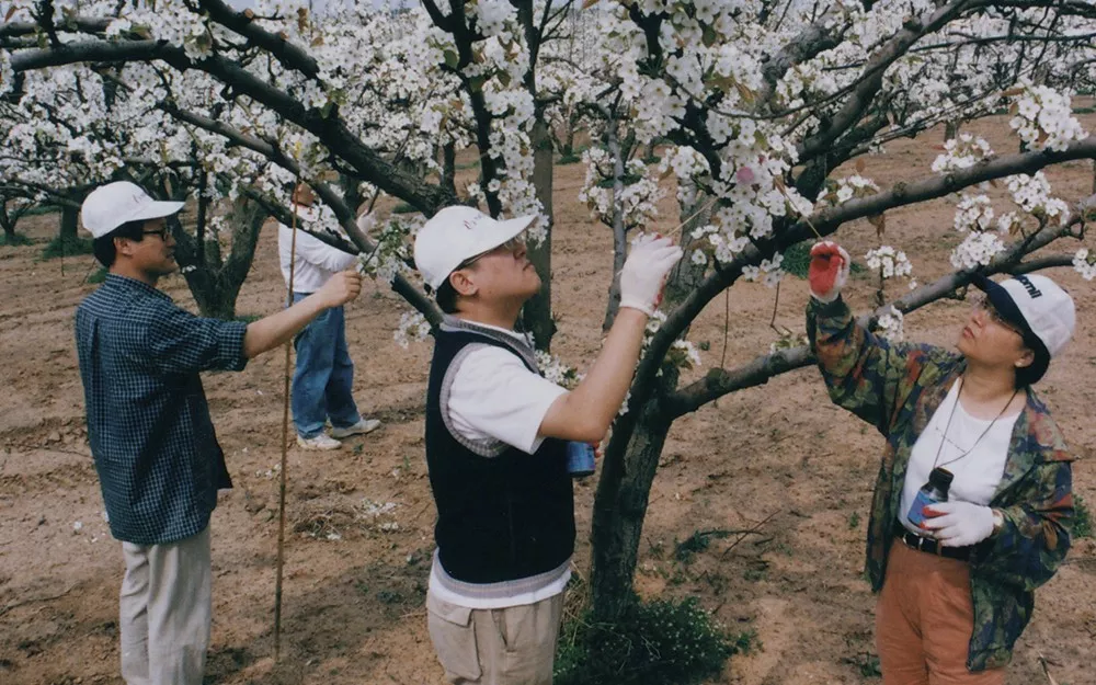A group of Novartis employees in South Korea pollinate a tree by hand
