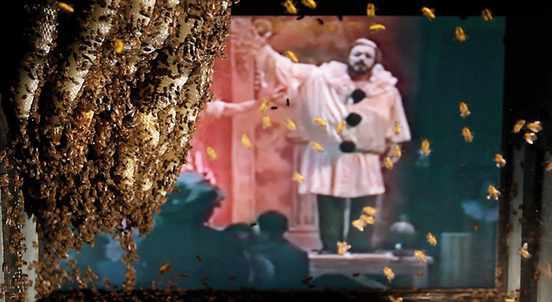 Bee Opera