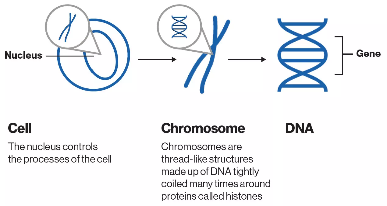 An image showing the link between a cell, a chromosome and DNA