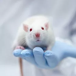 Animal Research | Novartis
