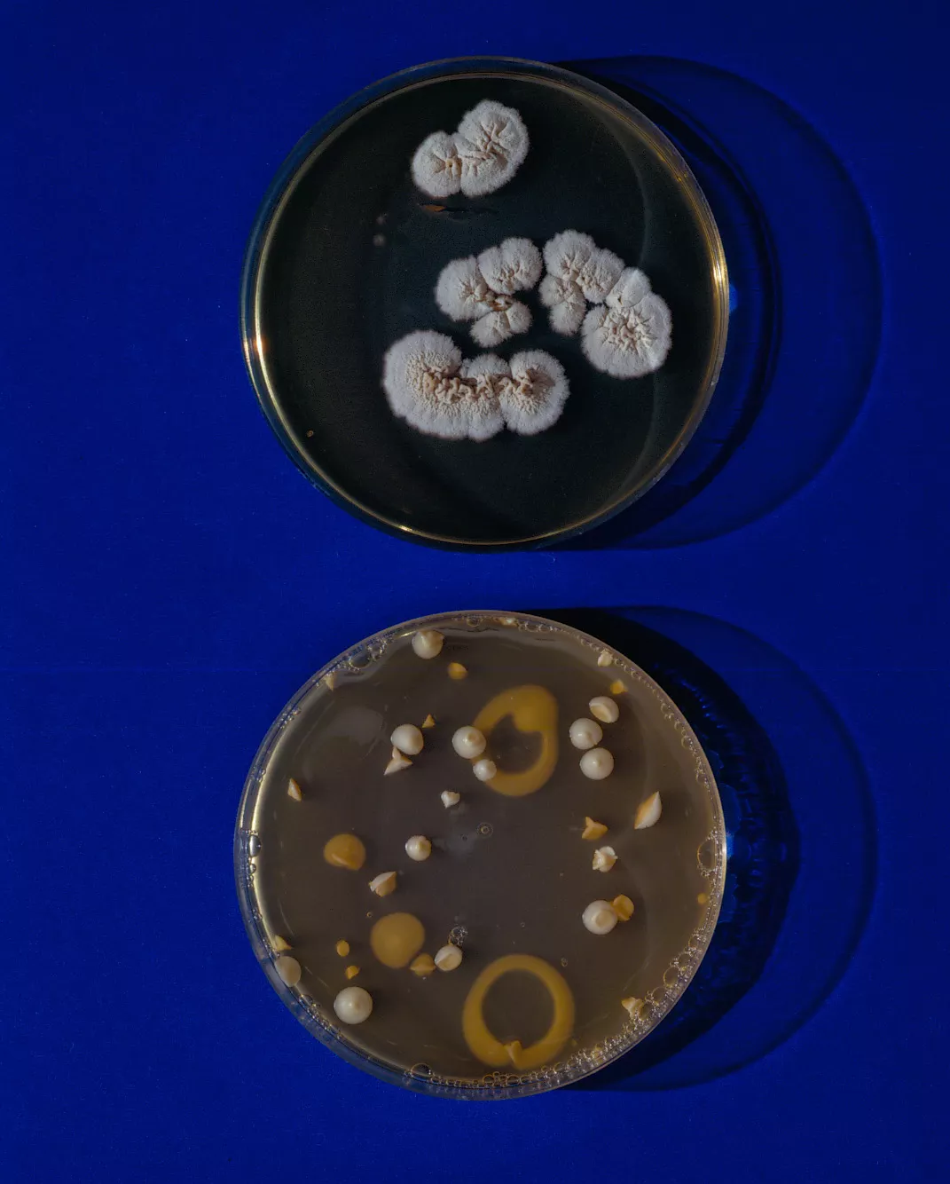 Close up photography of microbiological culture