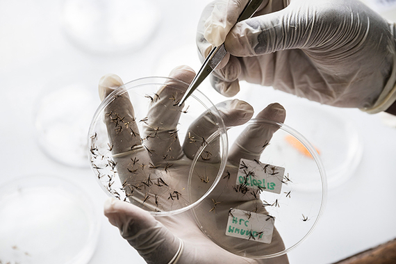 Novartis Institute for Tropical Diseases