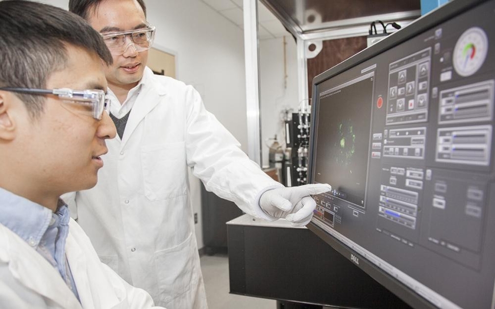 When tiny brains are best for brain research