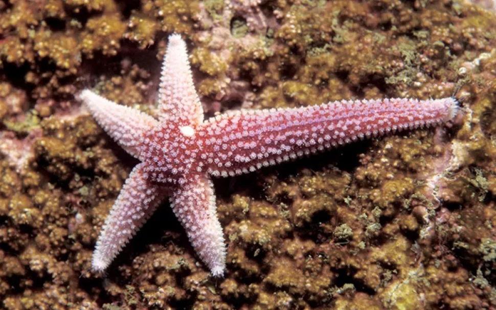 Some starfish species can regrow their bodies from just a single arm.
