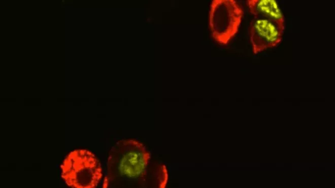 Compounds spur insulin-producing cells to replicate in the lab