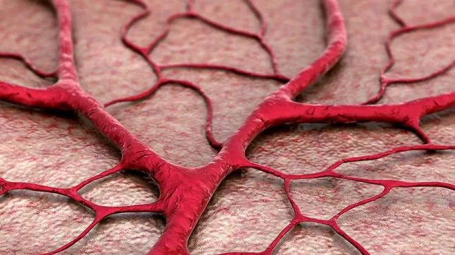 Capillary and blood vessels
