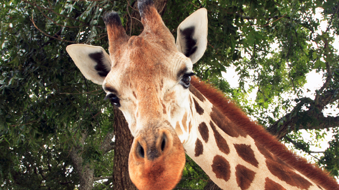Giraffes have high blood pressure. Why don’t they drop dead? Giraffes have high blood pressure. Why don’t they drop dead?