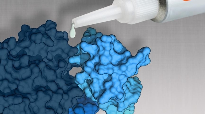 Molecular glue kills cancer cells in mice Molecular glue kills cancer cells in mice