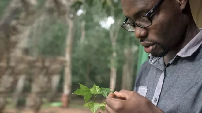 Researcher Edmund Ekuadzi, an expert on the medical properties of plants, examines a specimen gathered in his homeland of Ghana.