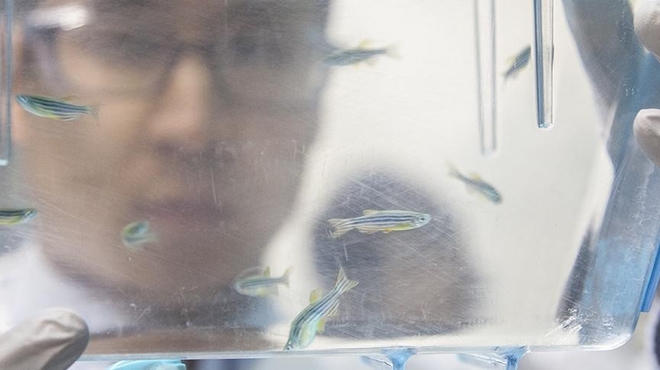 When tiny brains are best for brain research When tiny brains are best for brain research