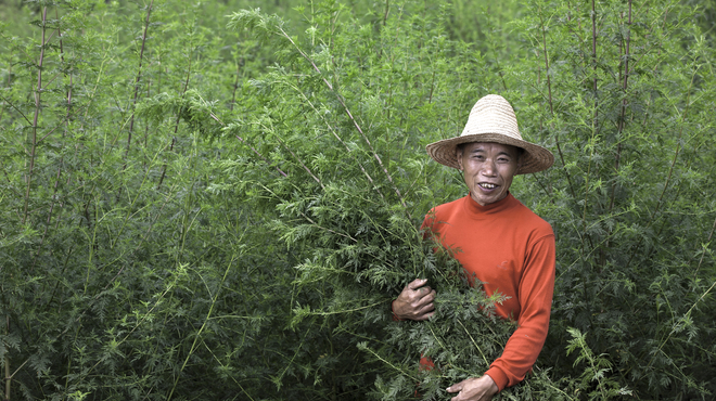 Farmer Harvesting Artemisia Annua