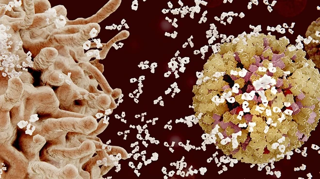 B-cells mount an attack