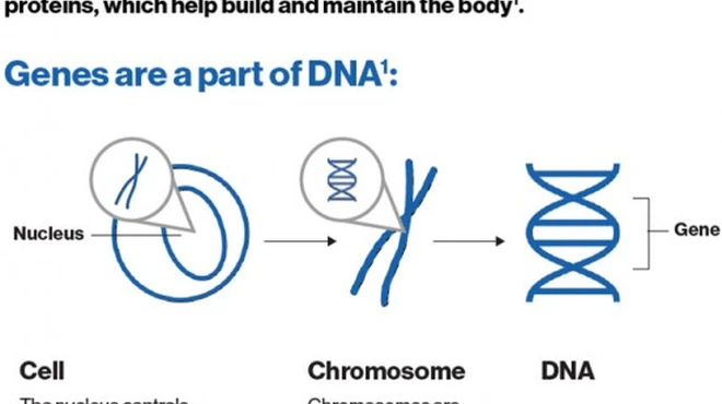 Preview Image of the What Are Cell and Gene Infographic