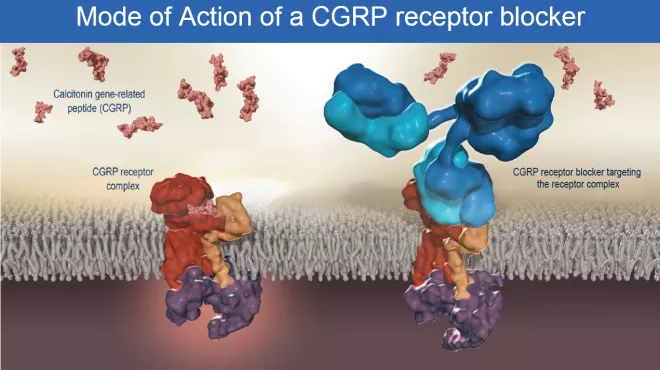 Graphic on Mode of Action of a CGRP Receptor Blocker
