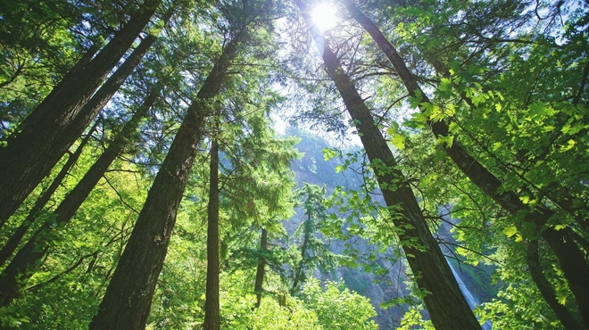 Trees seen from below