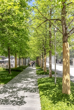 Pedestrian path with trees, Novartis Campus Basel