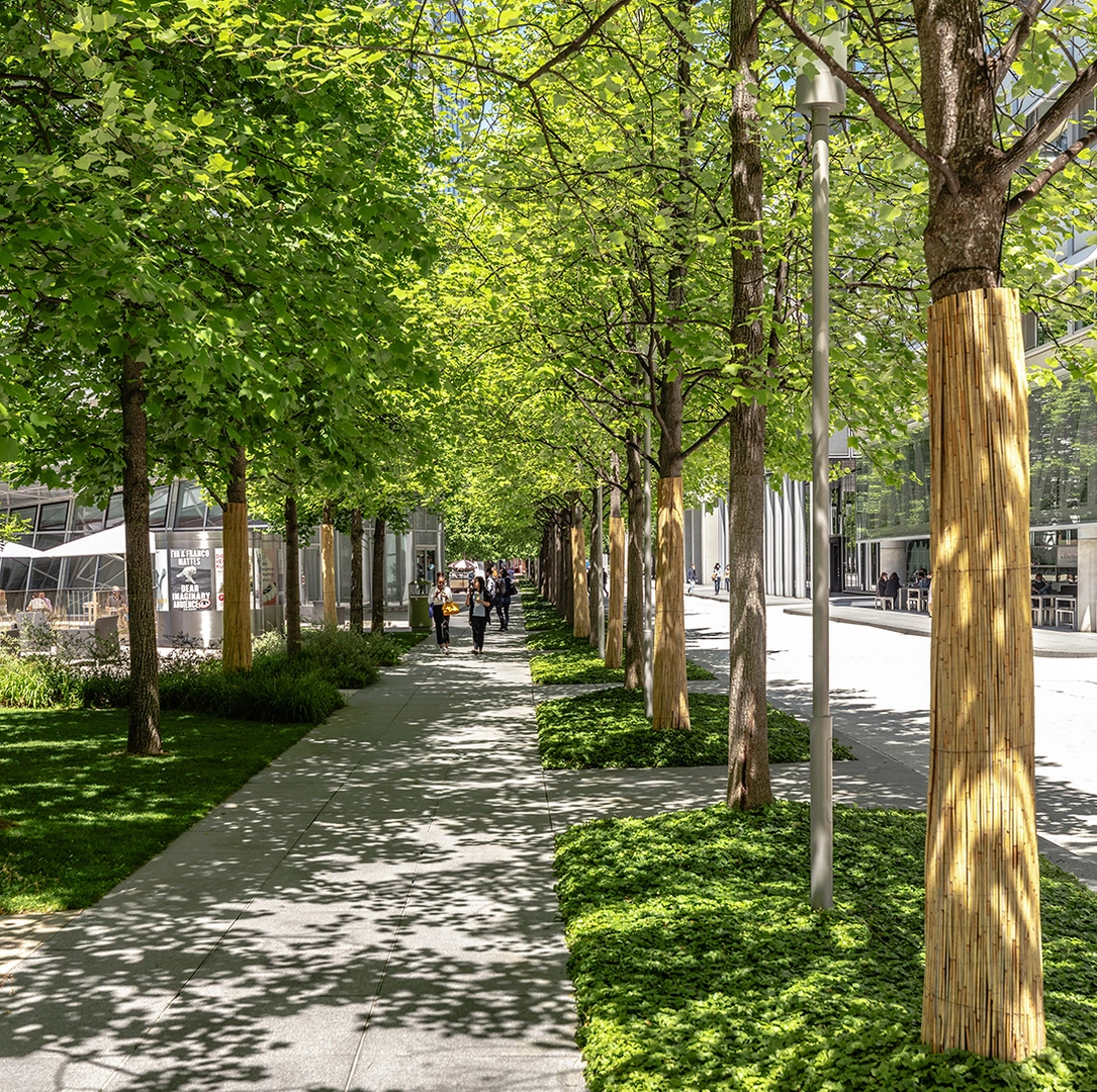 A tree-lined pathway on the Novartis Campus