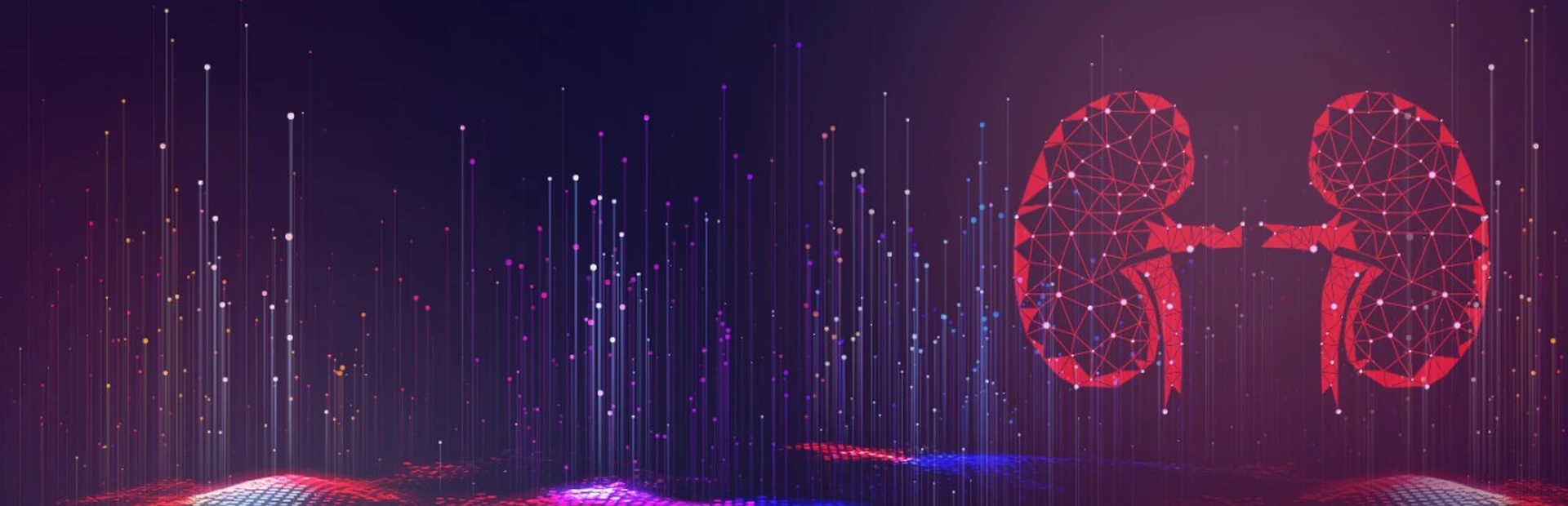 2D rendering of kidneys