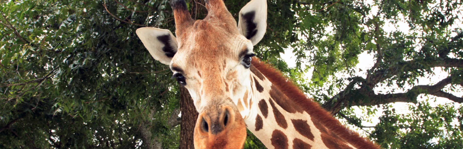 Giraffes have high blood pressure. Why don’t they drop dead?