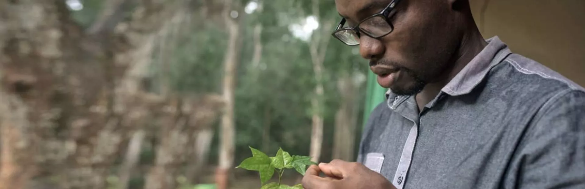 Researcher Edmund Ekuadzi, an expert on the medical properties of plants, examines a specimen gathered in his homeland of Ghana.