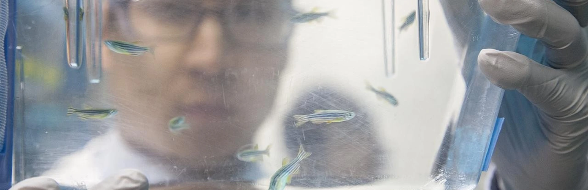 When tiny brains are best for brain research