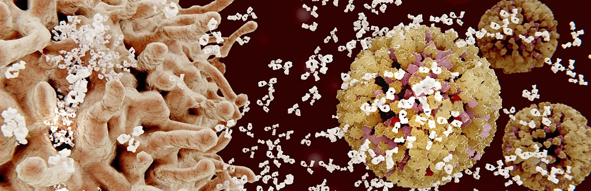 B-cells mount an attack