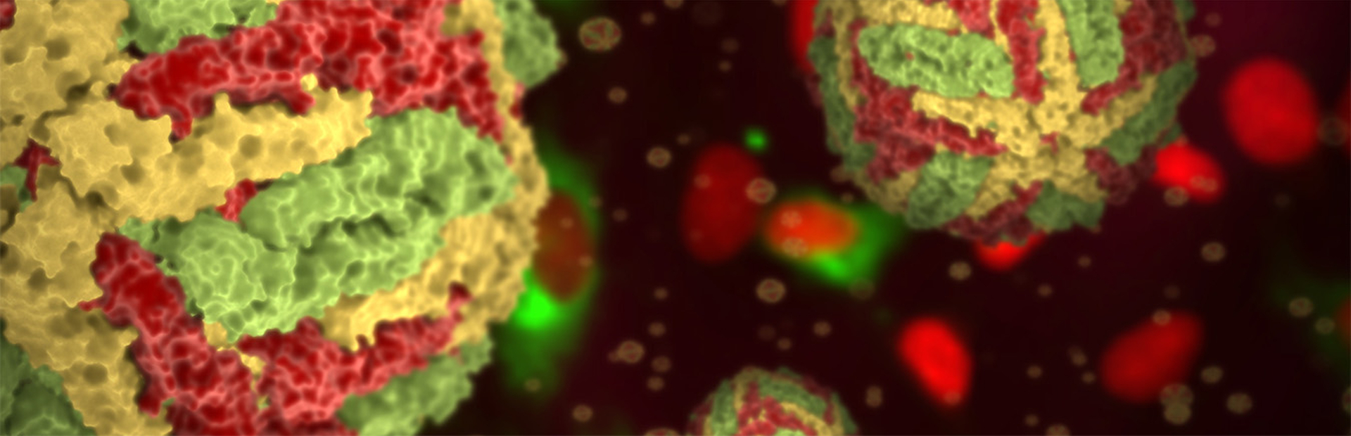 3D rendering of dengue virus