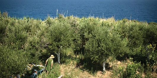 landscape of trees with the see in the background