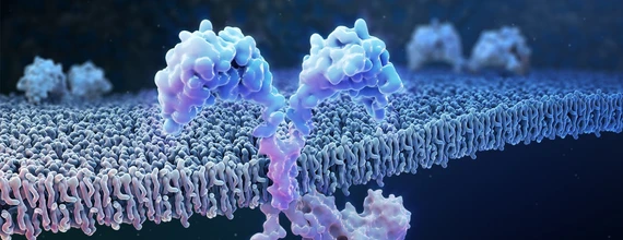 Surface of an engineered T cell