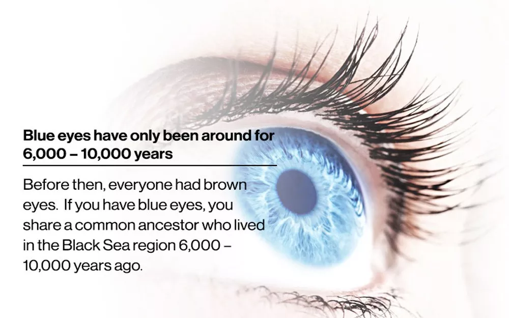 Eye fact 2