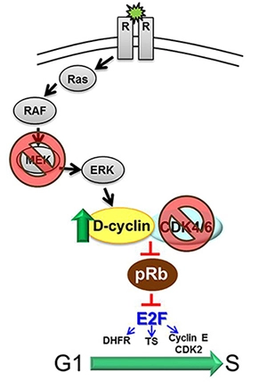 Cancer cocktails: LEE011 – a popular combination partner
