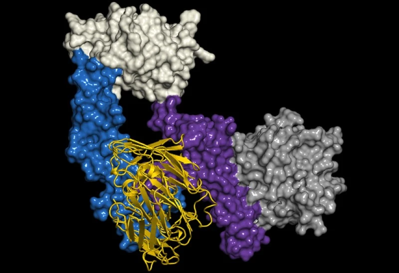 Cancer Cocktails: LJM716 – Closing A Common Release Valve