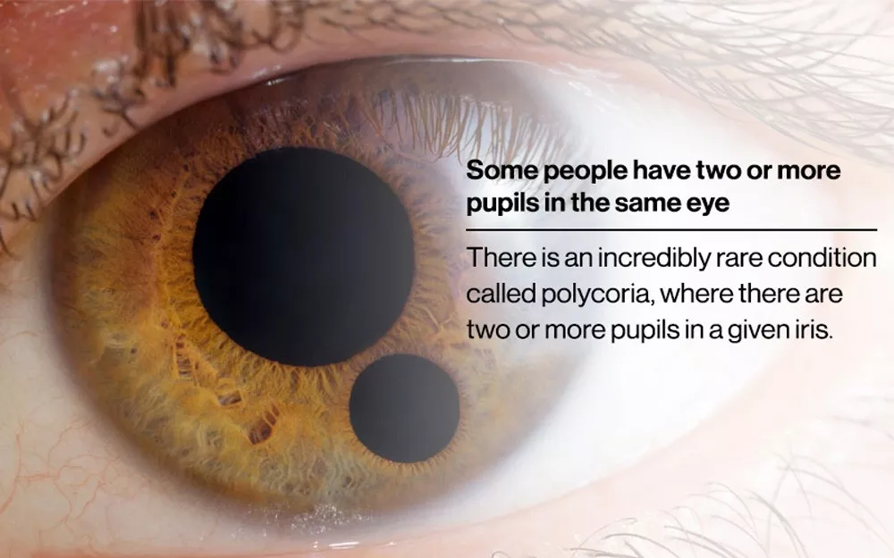 Eye fact 5