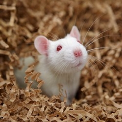 Rat close up